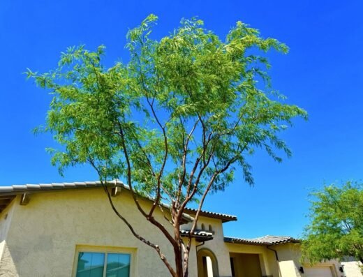 Mesquite tree after being professionally trimmed by Gilbert Tree Trimmers Service