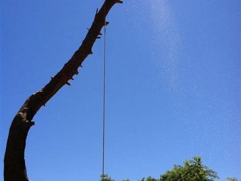 King's Tree Service bucket truck crew trimming palm tree, Mesa AZ