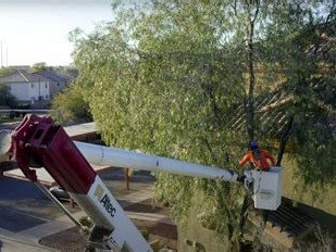 King's Tree Service arborist climbing palm tree to prune fronds, Mesa AZ
