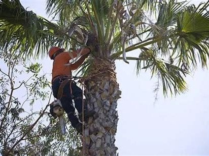 King's Tree Service worker holding cut palm trunk section, Mesa AZ
