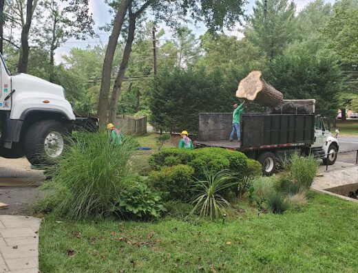 Lopez Tree Services