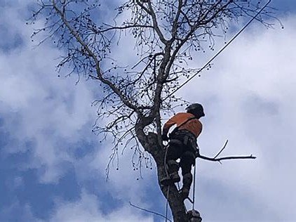 One Two Tree climber scaling tall tree