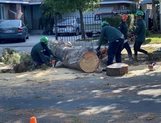Rock's Tree and Hillside Service tree removal job