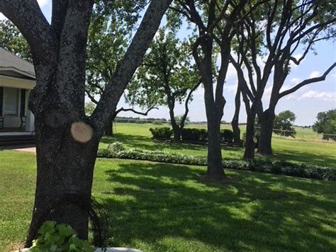 Mature trees in a residential yard, Rodriguez Tree Service, Dallas TX
