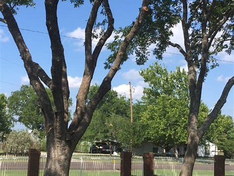 Trimmed trees in a yard with fencing, Rodriguez Tree Service