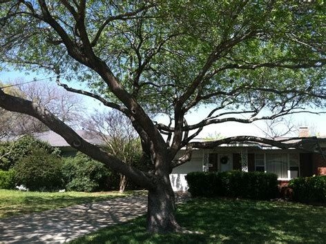 Large tree trimmed in front of a residential home, Rodriguez Tree Service