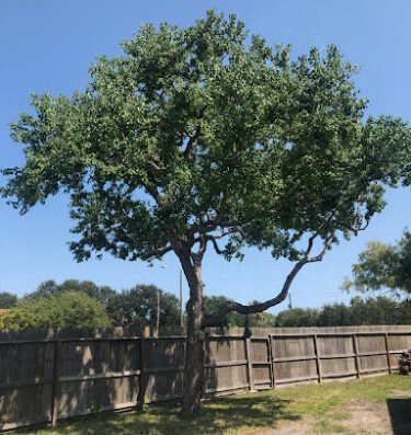 Southern Tree Care – lawn care in Corpus Christi