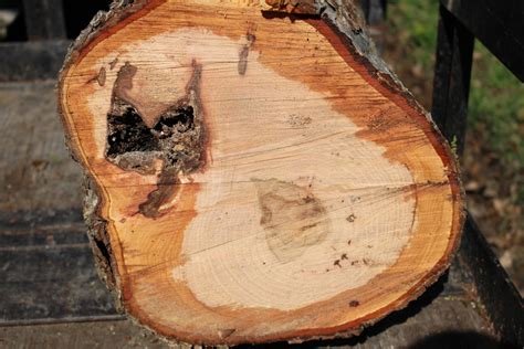 Texas Tree Surgeons