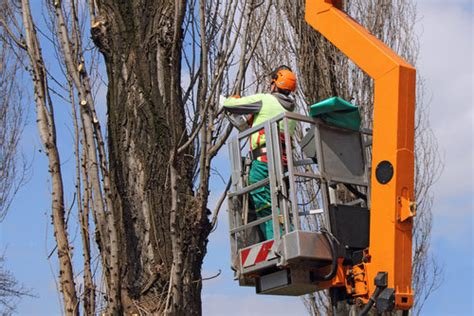 Tree Service Las Cruces