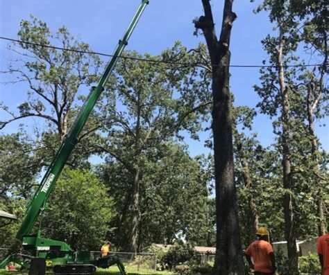 A-1 Discount Tree & Lawn Service