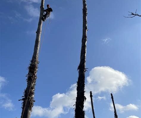 Nature's Tree Removal