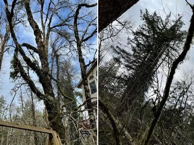 Trees Plus Northwest