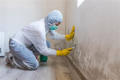 Obskure Mold Remediation