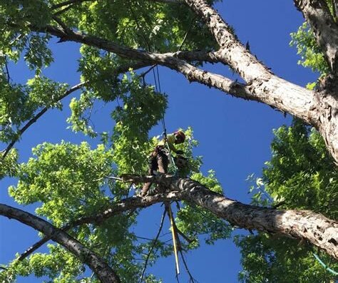Mountain Tree Care – tree service in Boulder, CO