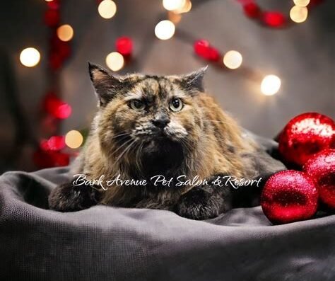 Bark Avenue Pet Salon & Resort – pet care in Laramie, WY