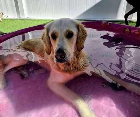 KNOTTY Paws – pet care in Sartell, MN