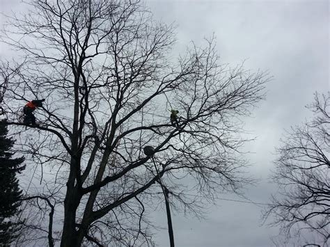 Bear Creek Tree Service