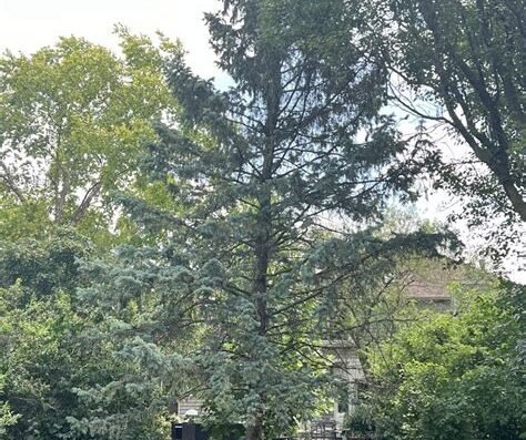 NIC TREE SERVICES – tree service in Aurora, IL