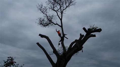 Brian's Quality Tree Service