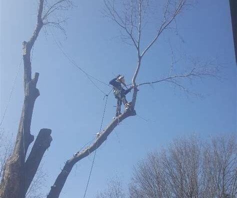 AJ Tree Service