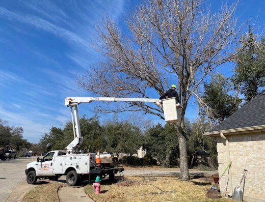 The Tree Amigos – lawn care in Corpus Christi