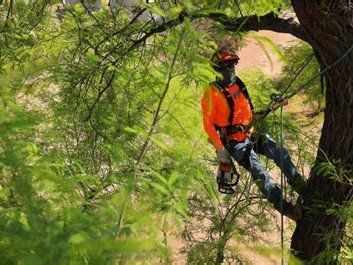Tree Doctors Inc climber in safety gear rigged in tree with chainsaw, Gilbert AZ