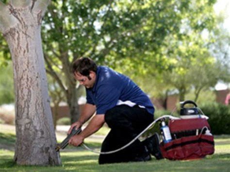 Tree Doctors Inc crew member operating chainsaw equipment, Gilbert AZ