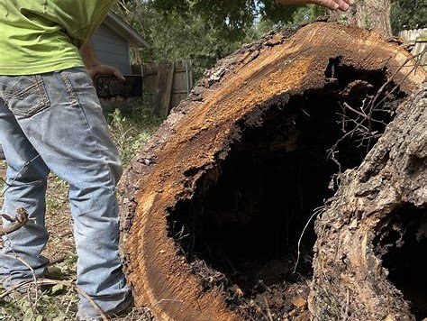 Arborist inspecting a hollowed tree trunk, Treehugger Tree Service, Arlington TX