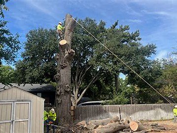 TreeTop Tree Service crew removing a large dead tree, Arlington TX