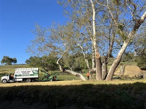 Vista Tree Service branded truck with crew removing large tree, Vista CA