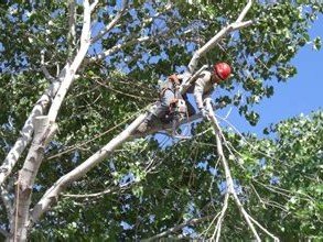 Climber in safety gear high in tree canopy, Wise Tree Care