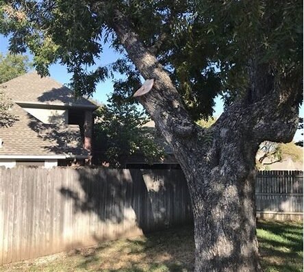 Mature oak tree in residential backyard, Wise Tree Care