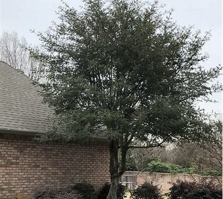 Yaupon Holly tree trimmed at residential property, Wise Tree Care